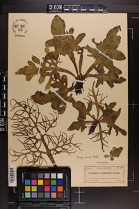 Ceratopteris thalictroides image
