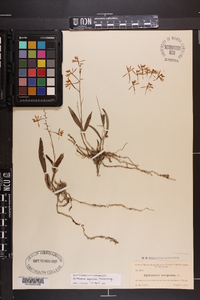 Epidendrum magnoliae image