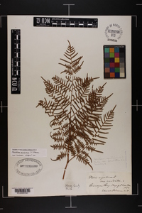 Pteridium caudatum image