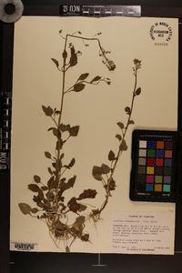 Lobelia homophylla image