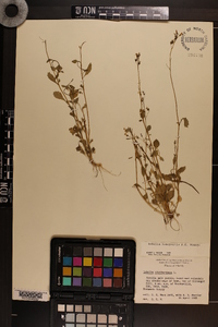 Lobelia homophylla image