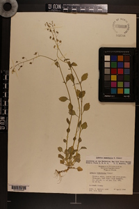 Lobelia homophylla image