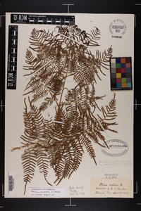 Pteridium caudatum image