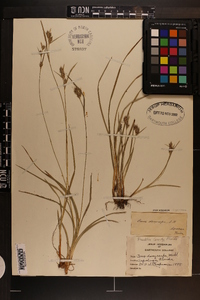 Carex dasycarpa image