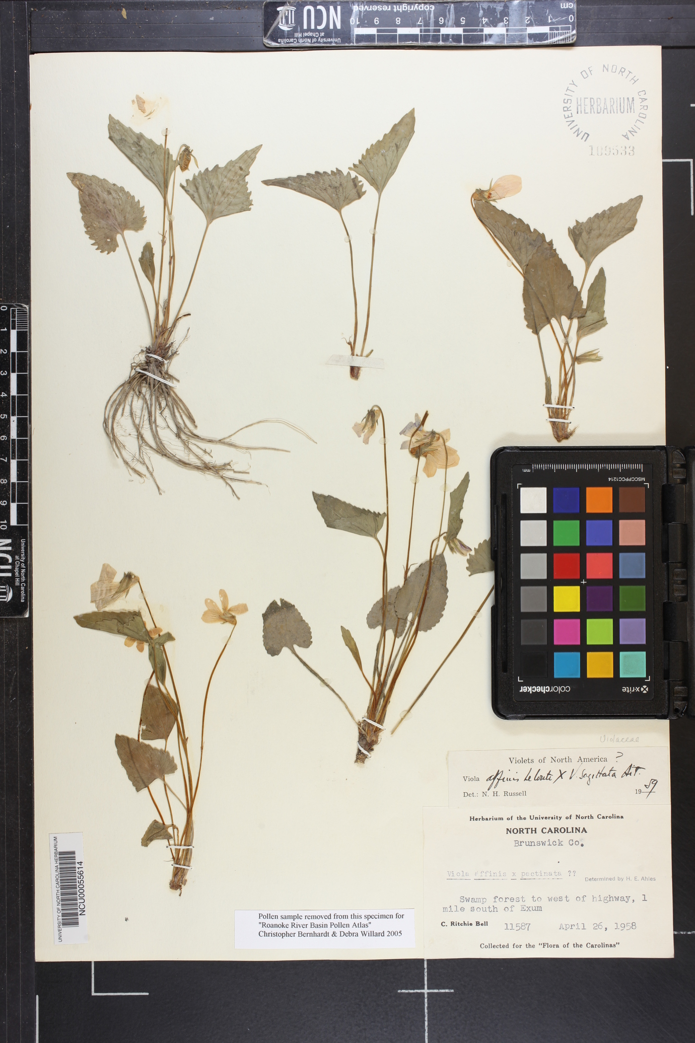 Viola x hollickii image