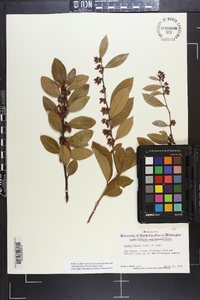 Lyonia lucida image