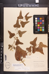 Smilax bona-nox image