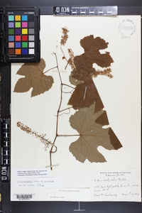 Vitis aestivalis var. aestivalis image