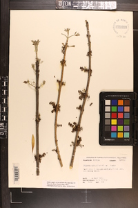 Fraxinus caroliniana image