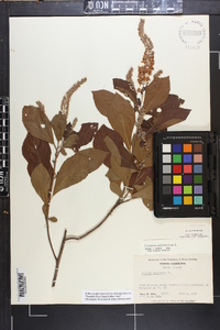 Clethra alnifolia image