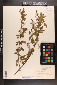 Ligustrum sinense image