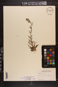 Cardamine parviflora image