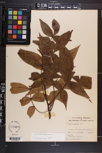 Carya pallida image