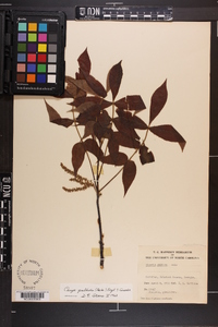 Carya pallida image