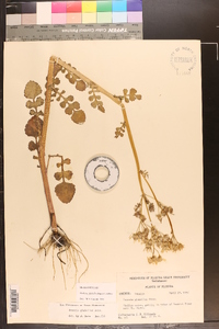 Packera glabella image