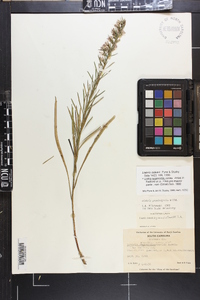 Liatris cokeri image