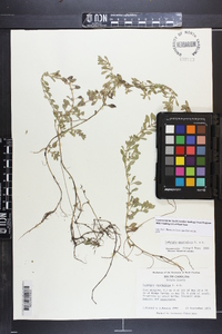 Ludwigia spathulata image