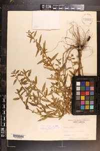 Ludwigia ravenii image