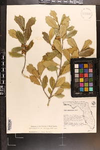Ilex opaca var. arenicola image