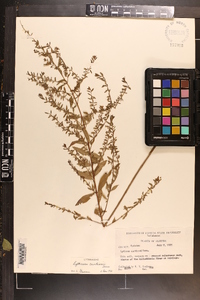 Lythrum curtissii image