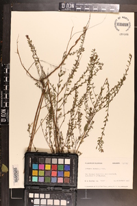 Lythrum curtissii image