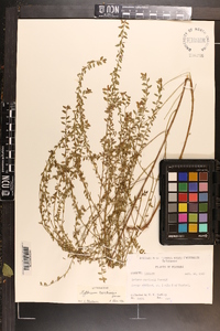 Lythrum curtissii image