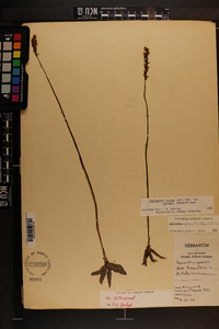 Spiranthes lacera var. gracilis image