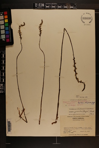 Spiranthes lacera var. gracilis image