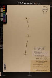 Spiranthes tuberosa image