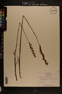 Spiranthes praecox image