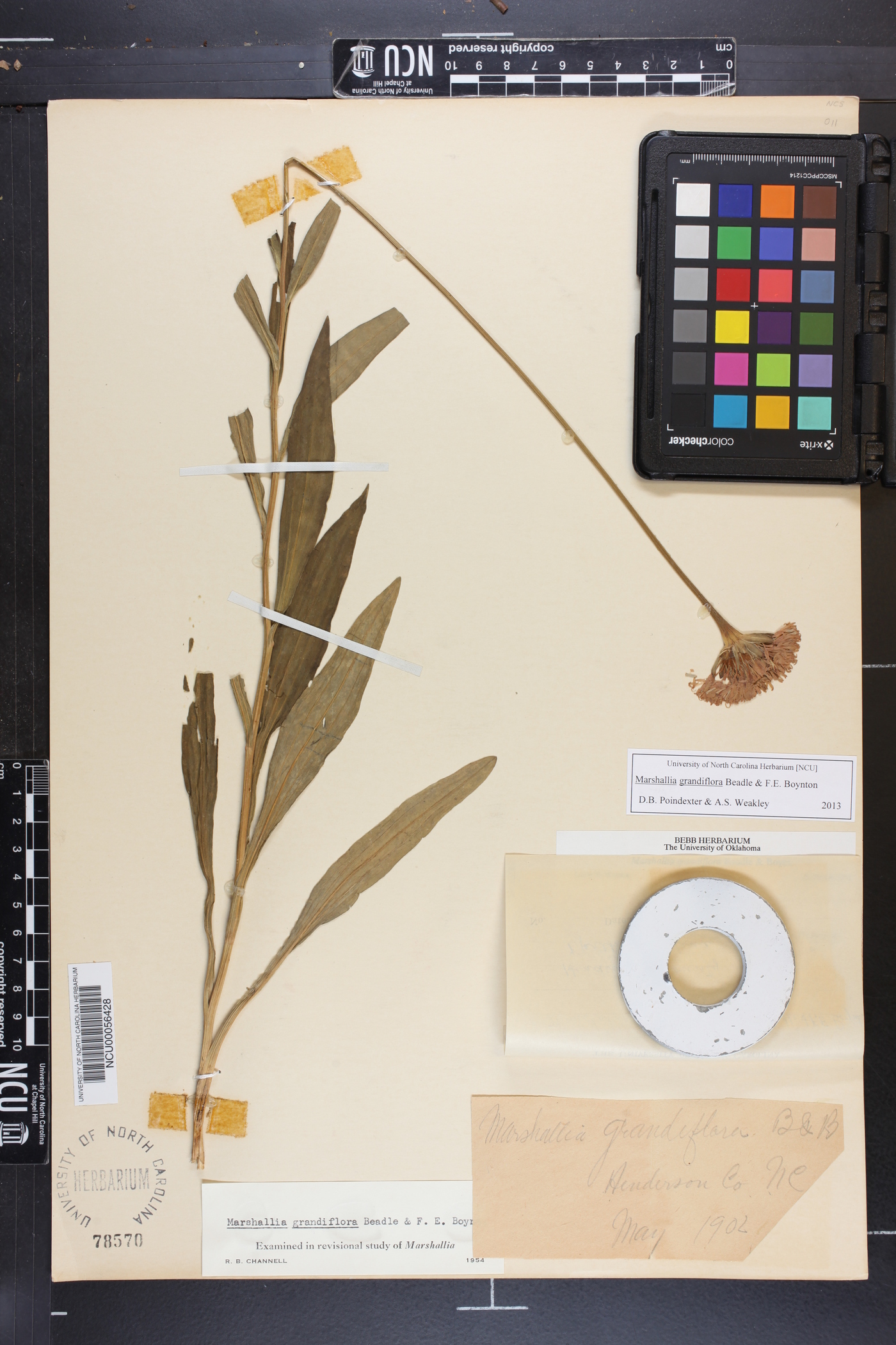 Marshallia grandiflora image
