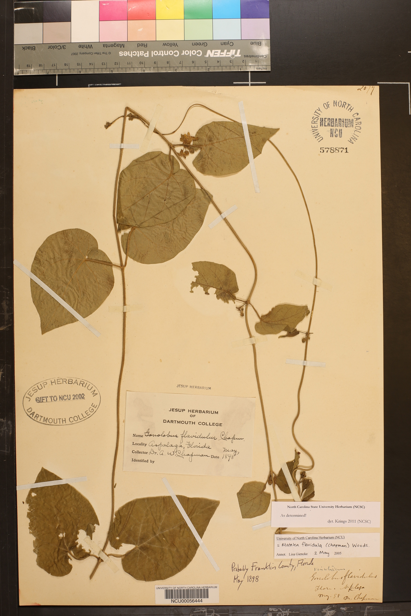 Matelea flavidula image