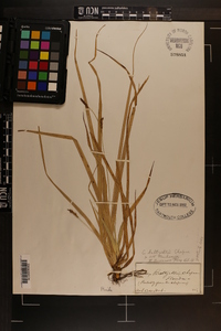 Carex baltzellii image