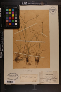 Carex leavenworthii image