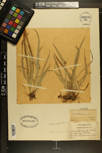 Carex abscondita image