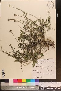 Melanthera parvifolia image