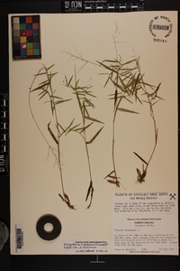 Dichanthelium dichotomum var. dichotomum image