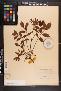 Carya texana image