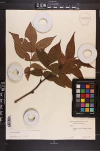 Carya texana image