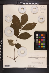 Carya texana image