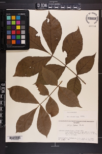 Carya texana image