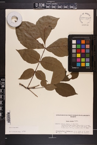 Carya texana image