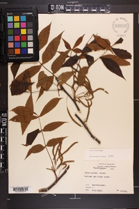 Carya texana image