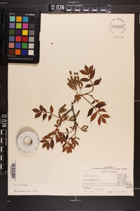 Carya texana image