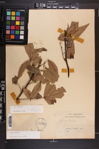 Carya texana image