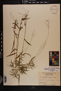 Dichanthelium dichotomum var. dichotomum image