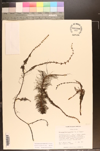 Myriophyllum laxum image