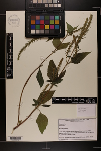 Iva annua image