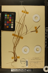 Paspalum plicatulum image