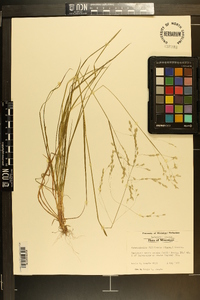 Sphenopholis filiformis image